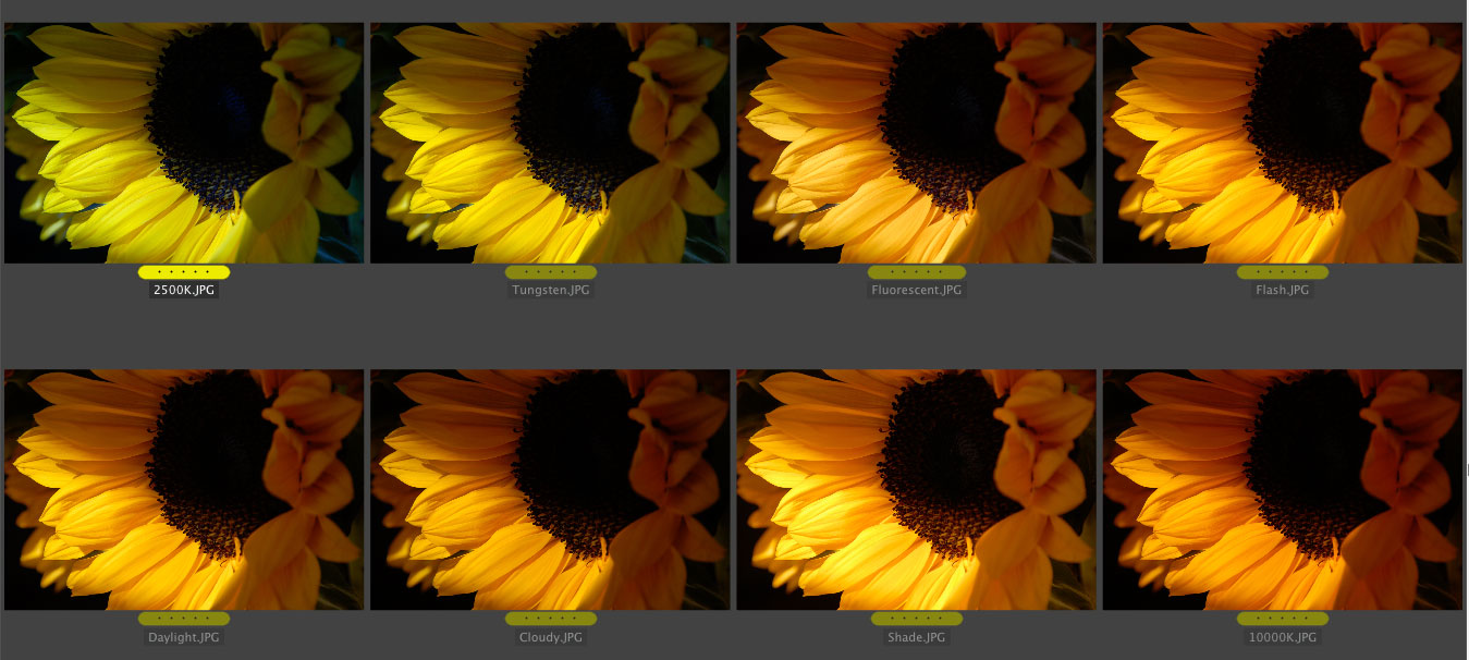 white balance flowers